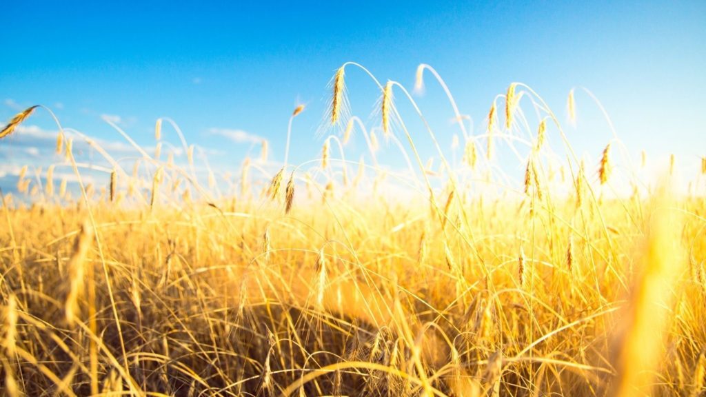 Μάρκετινγκ αγροτικών προϊόντων 1 diafimisi agrotikon proionton