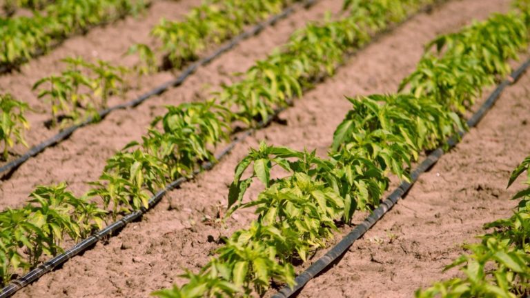 &Mu;ά&rho;&kappa;&epsilon;&tau;&iota;&nu;&gamma;&kappa; &alpha;&gamma;&rho;&omicron;&tau;&iota;&kappa;ώ&nu; &pi;&rho;&omicron;ϊό&nu;&tau;&omega;&nu;